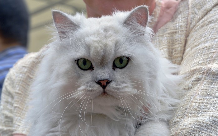 White Persian cat with green eyes