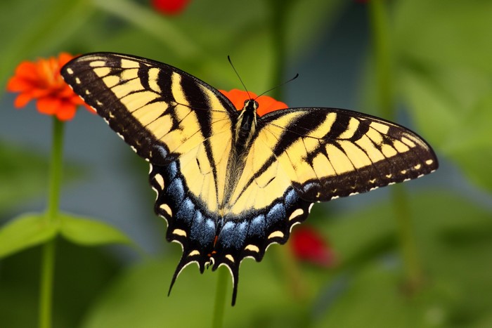 Yellow and black butterfly on an orange flower