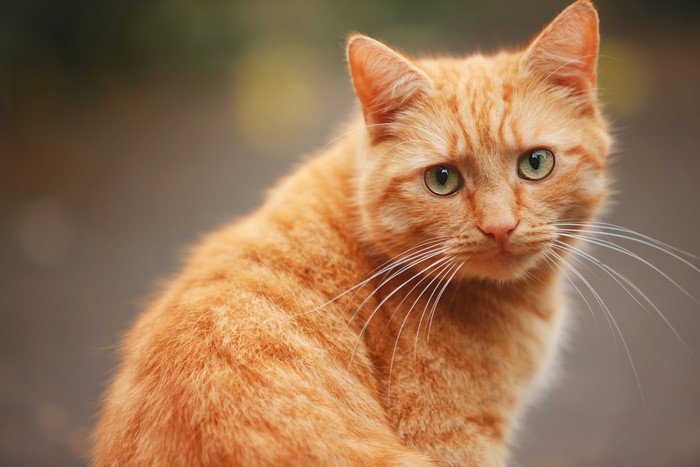 Ginger cat with green eyes looking at the camera