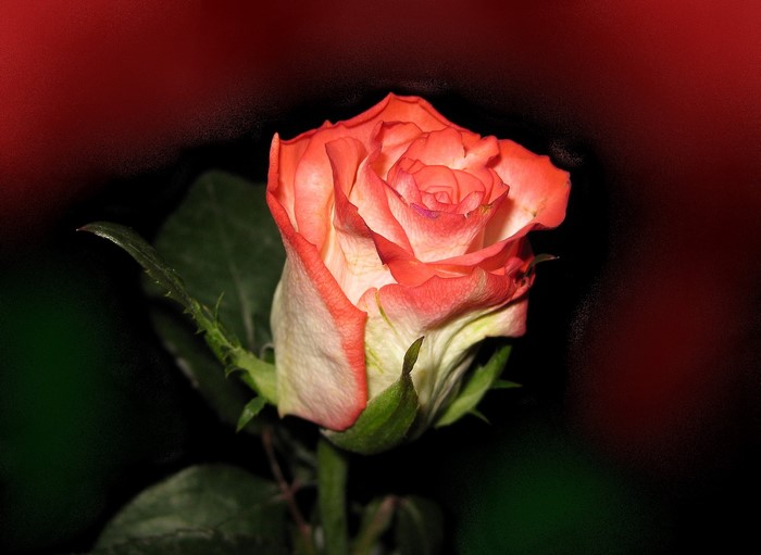Close-up of a bicolor rose with pink and white petals