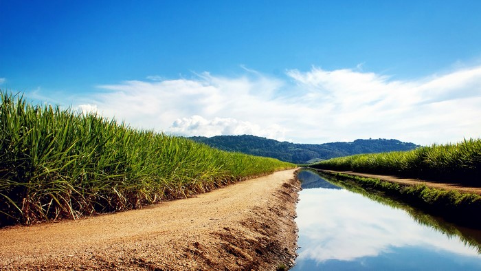Sugarcane fields with a canal and mountains
