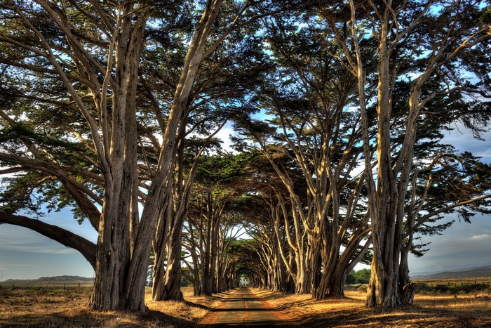 A tree-lined road leading into the distance