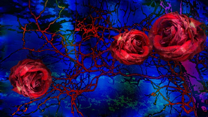 Three red roses on a blue abstract background with red branches