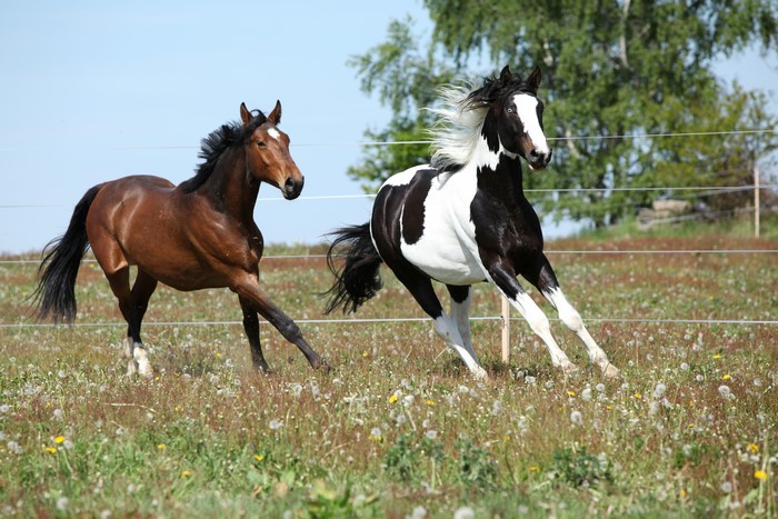 Two horses running in a field
