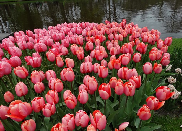 A field of pink tulips by a body of water