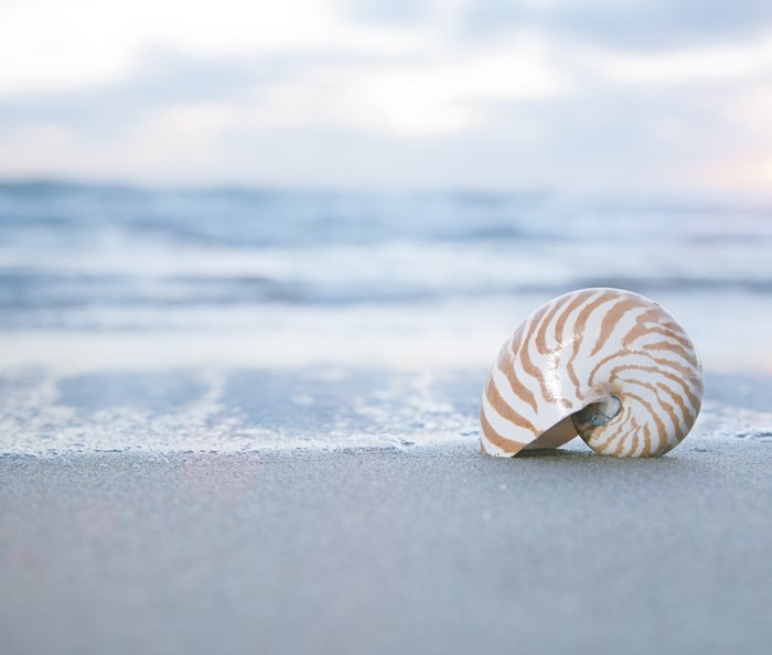 Nautilus shell on a sandy beach with ocean waves