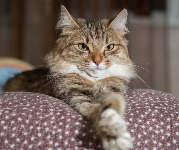 Tabby cat with green eyes lying down