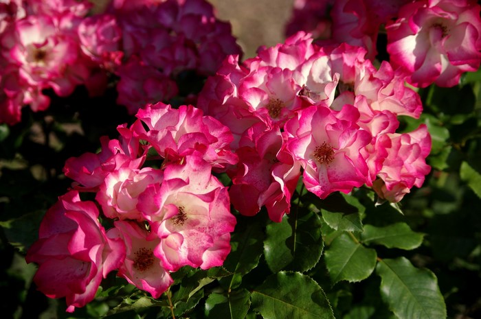 Close-up of pink and white roses
