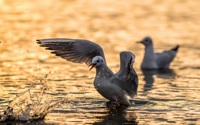Seagull splashing in golden water