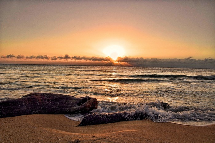Sunset over the ocean with driftwood on the beach