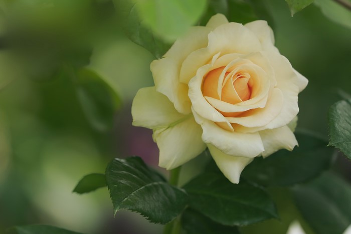 4K Yellow Rose Closeup