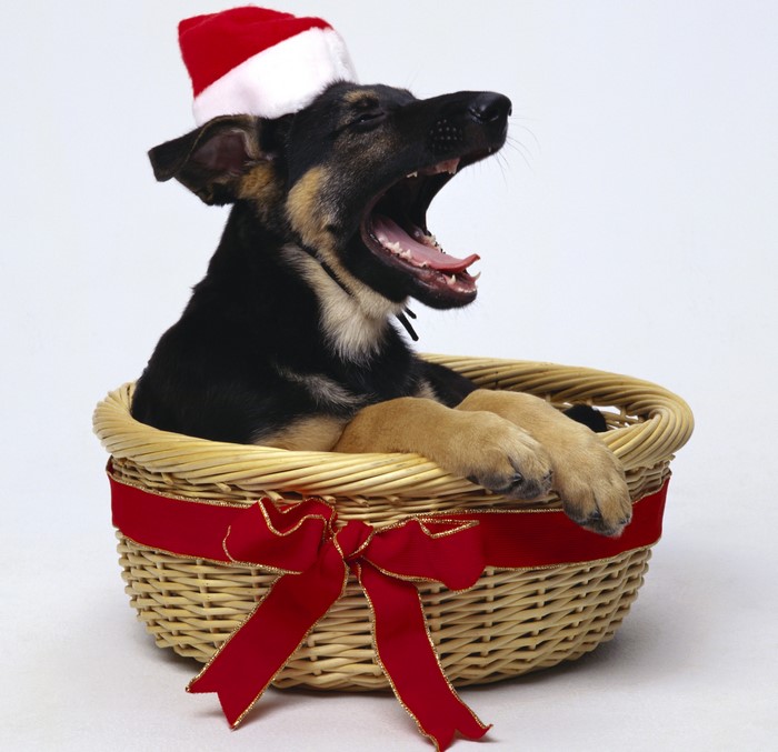 Puppy in a basket wearing a Santa hat