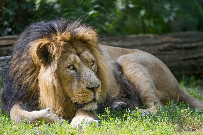 Lion resting on grass