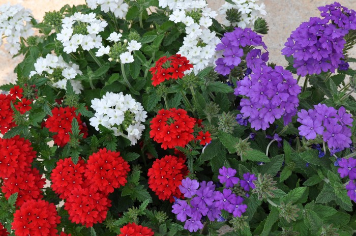 Red, white, and purple verbena flowers