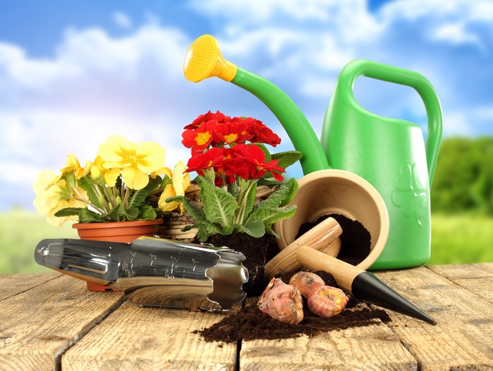 Garden tools, watering can, and primroses
