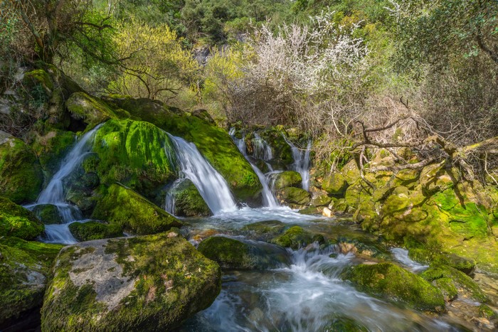 Waterfalls cascading over moss-covered rocks in a forest