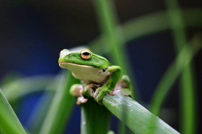 Green frog sitting on a blade of grass