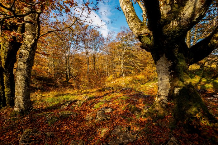 Autumn forest with trees and fallen leaves
