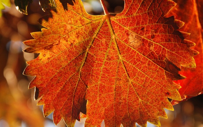 Close-up of an autumn leaf