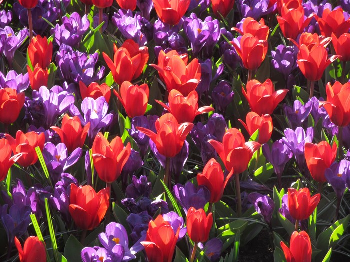 4K Tulips and Crocuses