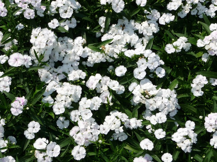 White Carnations in a Garden