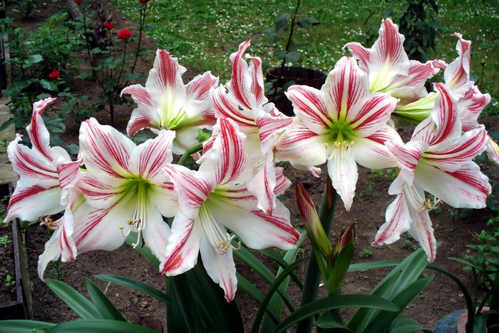 Close-up of striped Amaryllis flowers in a garden