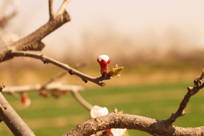 Apricot tree bud on a branch