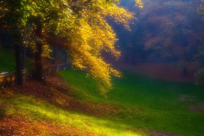 Autumn park with golden trees and fallen leaves