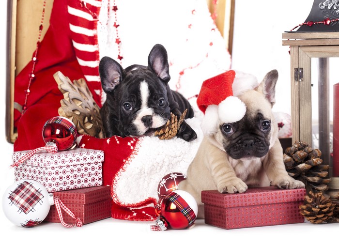 Two French Bulldog puppies in Christmas decorations
