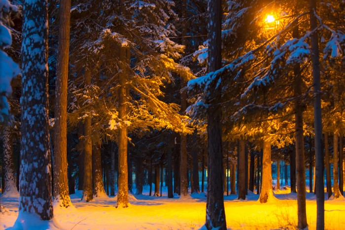 Snowy forest at night with street light