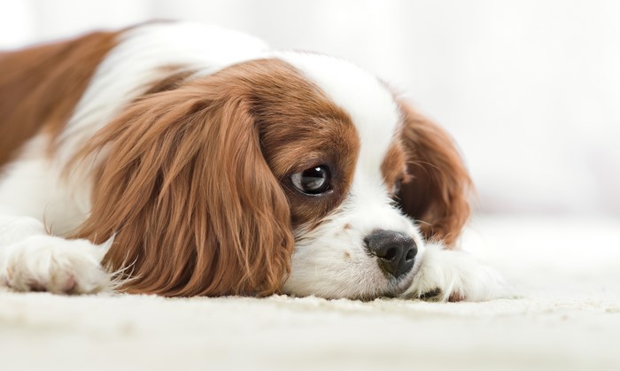 King Charles Spaniel dog lying down