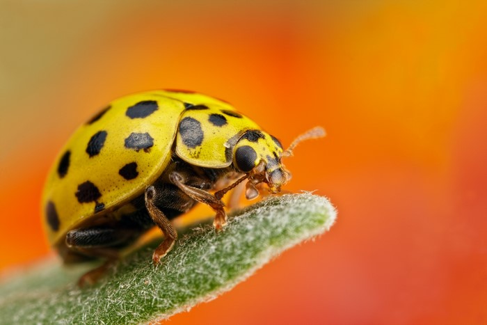 Yellow ladybug with black spots on a green leaf
