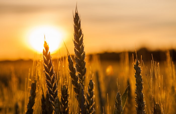 Wheat Field at Sunset