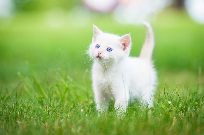 White kitten with blue eyes on grass