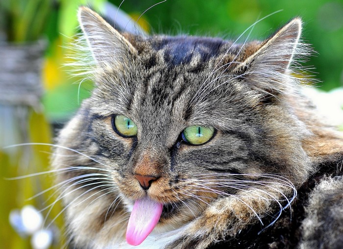 Close-up of a tabby cat sticking its tongue out