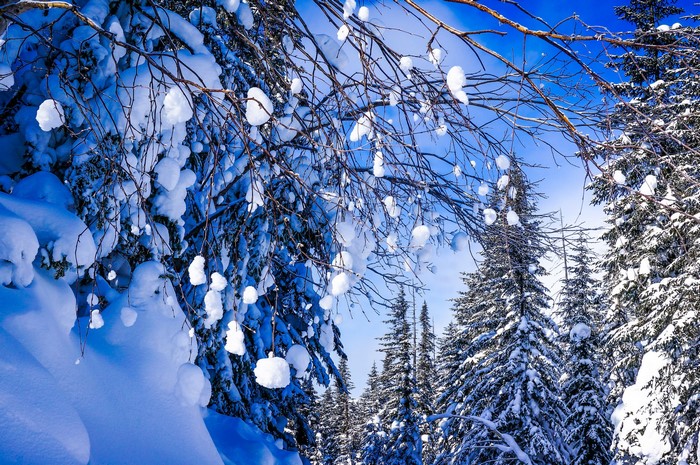 Snow-covered branches and pine trees in a Russian forest