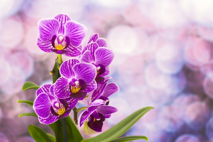 Purple Orchids with Bokeh Background
