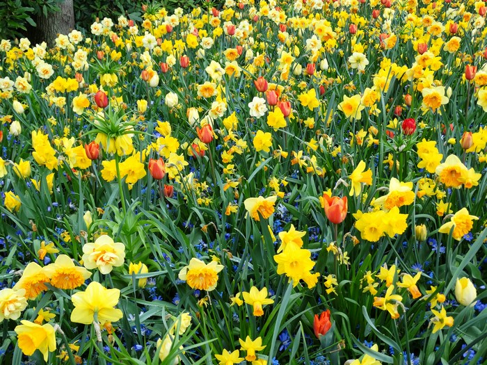 Field of Yellow Daffodils and Tulips