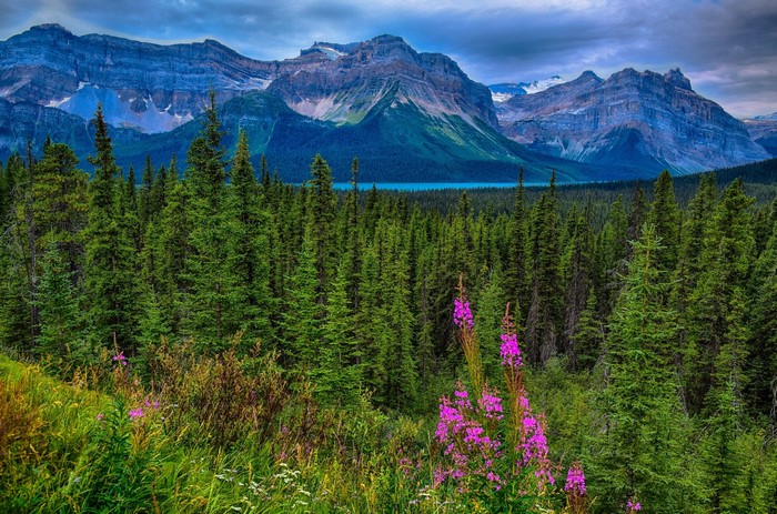 Hector Lake Waputik Range Alberta Canada Mountains Forest Scenery