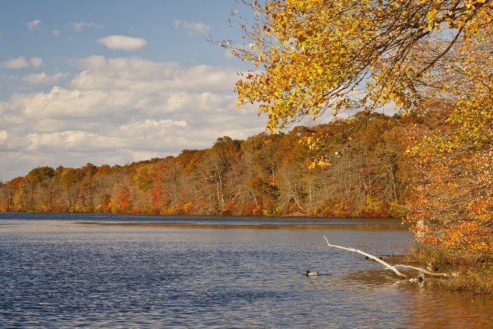 Autumn forest along a lake with ducks