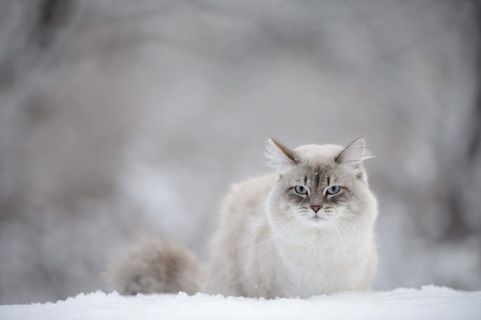 4K Cat in Snow
