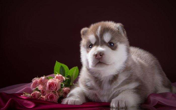 Husky puppy with pink roses