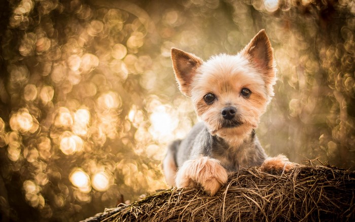 Yorkshire Terrier resting on hay