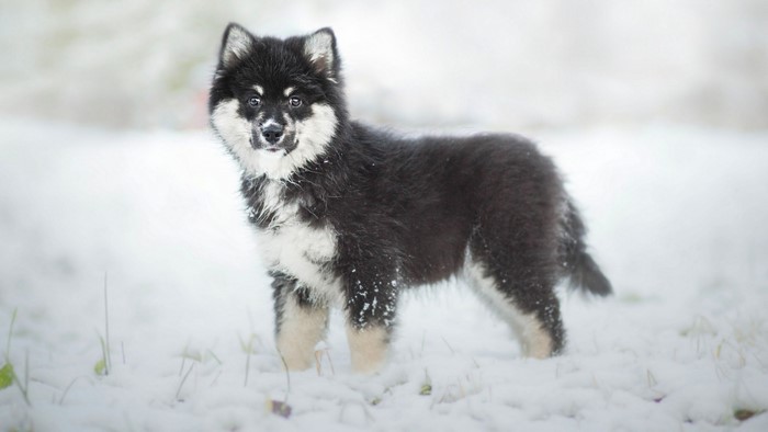 Finnish Lapphund puppy in the snow