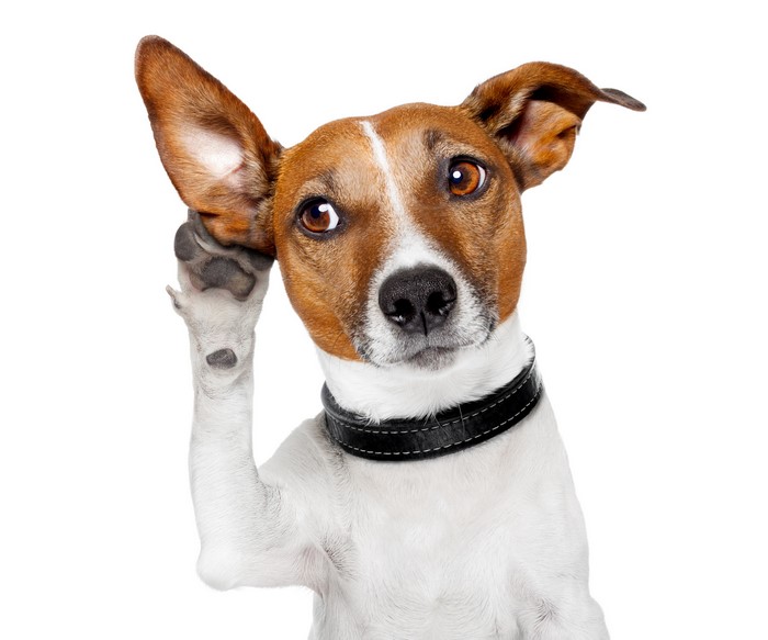 Jack Russell Terrier Dog Listening