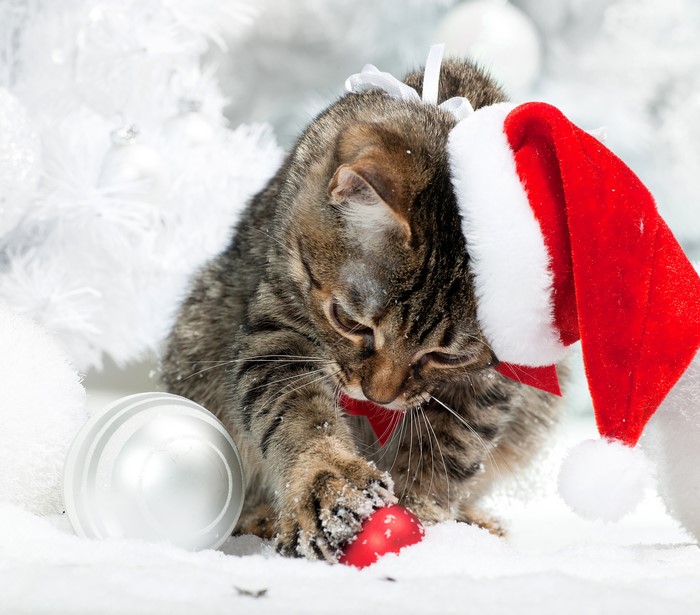 Cat in Santa hat playing with Christmas ornaments
