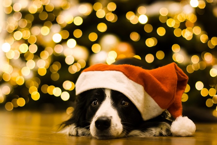 Border Collie dog wearing a Santa hat