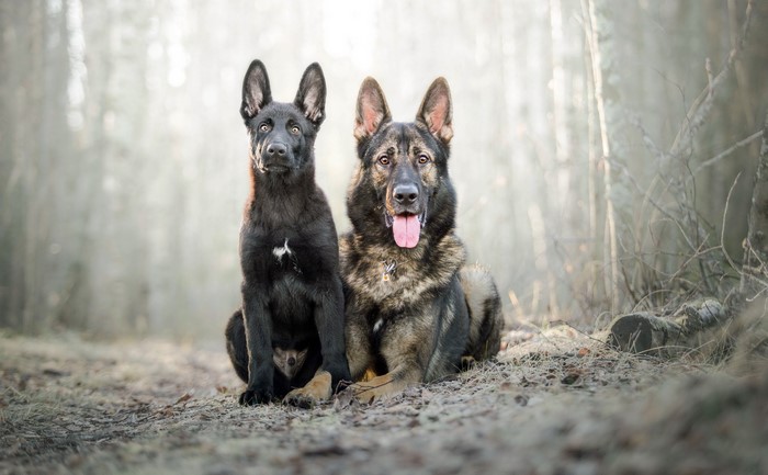Two German Shepherd dogs sitting in a forest