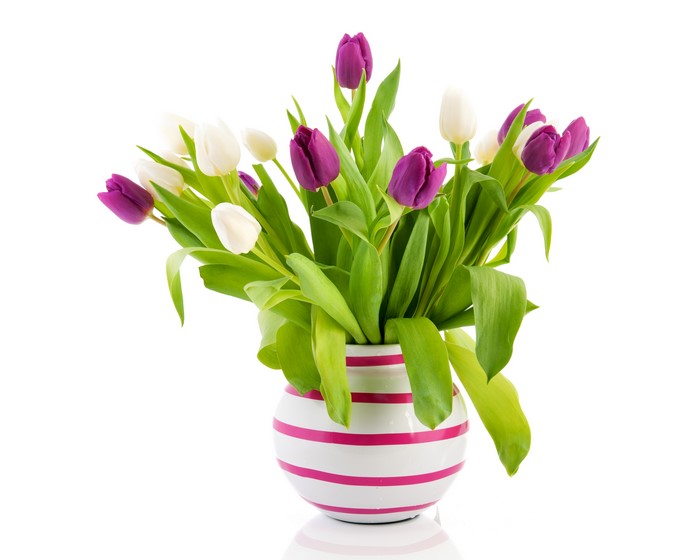 4K Tulips in a striped vase