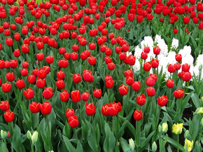 Many Red Tulips